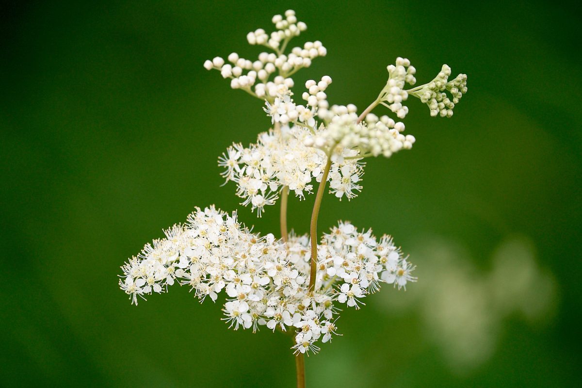 Túžobník brestový - rastlinný aspirín