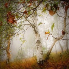 11703028_797261237058940_4523570247274036975_n