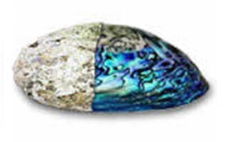 abalone-napoly.jpg
