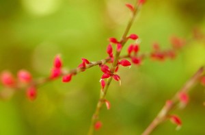 GT nieco drobne cervene