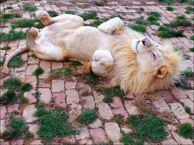 Návod pre život od&nbsp;Dalajlámu