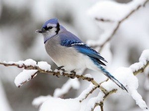 GT Blue_Jay_(Cyanocitta_Cristata)