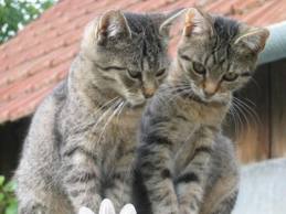 mačičky pre helu :-)