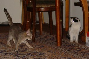 cica a lassiter laserovy tanec