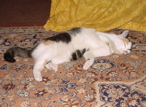 cica poocku sledujem nepriatela a ked sa priblizi zamnaukam na pomoc a zhovadim ho