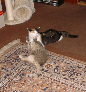 cila chichi aj tak ta zozeriem