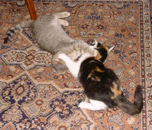 cila jin a jang sa nam nejako rozplietlo