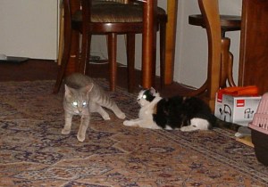 cila ked nemozes zvitazit zdrhaj