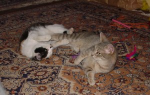 cila klbci sa fotia nas