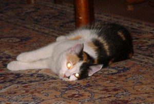 cila nepriatel zozraty