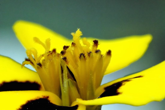 Šanti mantra – mier planéte a vzostup&nbsp;ľuďom