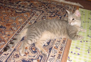 lassiter sam s dvoma babami to fakt nie je ziadna sranda