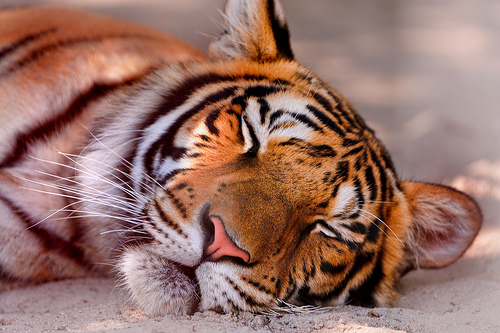 Sleeping-Tiger