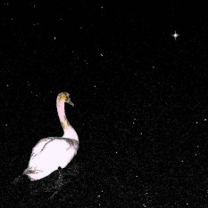 swan in the night