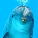 top_dolphin