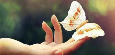 motyl na ruke