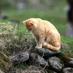orange-cat-sitting-on-a-stone-waiting-for-a-mouse