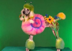 hilarious_dog_haircuts_640_51