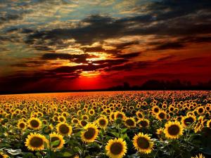 62689_487093788012680_770051537_n