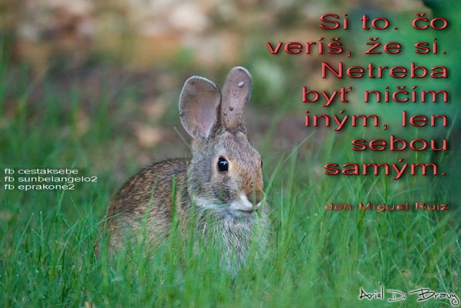 si to co veris ze si