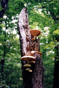 Tree-Fungus