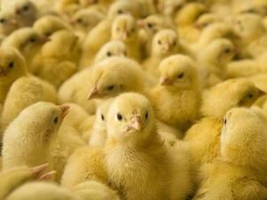 397905_460891077319993_618368724_n