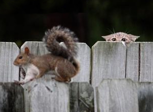 cat-stalking-prey_2186