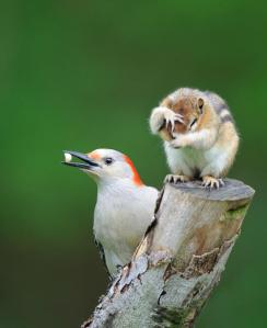 248012_242428919233512_756798625_n