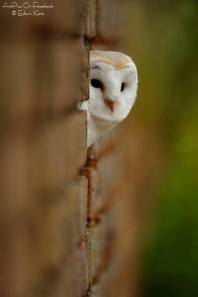 481774_463871083683028_1565522396_n