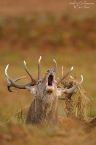 941576_463870297016440_347946122_n