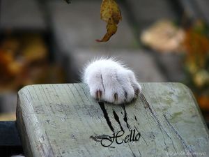 954813_248777638598640_1193907102_n