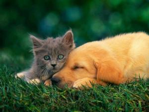 553358_238517216292585_1982327921_n