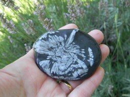 Chrysanthemum-Stone