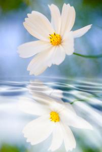cosmea-flower--reflection-in-water-silke-magino