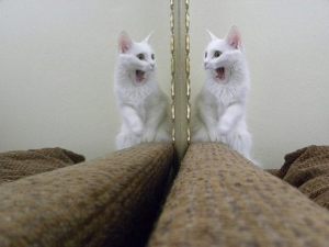 1044278_599145690107001_65382479_n