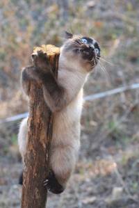 970758_333889886741050_879197801_n