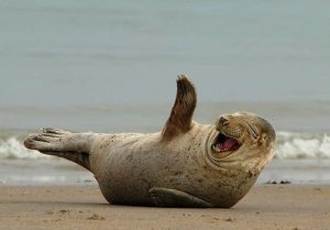 laughing seal