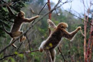 golden monkeys