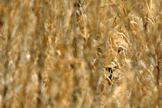 image_4f0311085b72d216