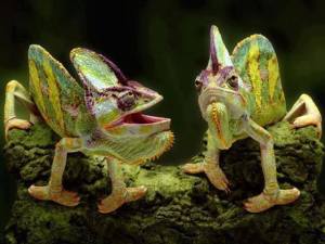 1003914_579372345455969_604931156_n