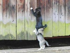 1374870_655967684422531_1456352380_n