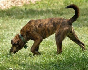 Brindle_plott_hound