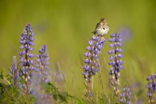 Savannah sparrow perching in a Lupine patch