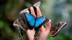 1450147_635379733188563_496382352_n