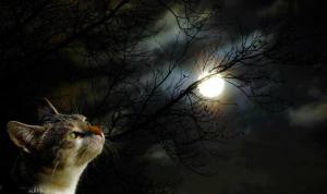 1475879_693184030715196_240029500_n