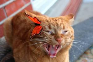 1459740_457760854326216_946977449_n