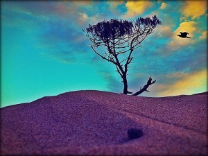 1525482_725648024114627_1585878779_n