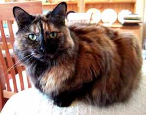 tortoiseshell-cat-1