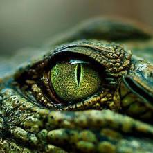 1491585_417501251686676_1626673536_n