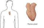 thymus-gland7531
